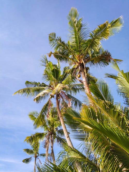 Gratis stockfoto met blauwe lucht, bomen, kokosboom