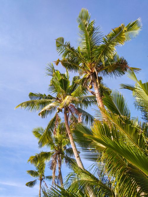Free Vibrant photo of tall coconut trees with lush leaves and blue sky background. Stock Photo