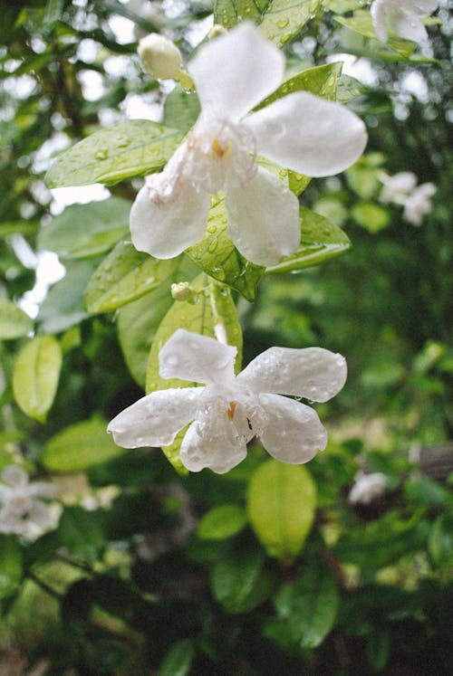Wet White Flowers