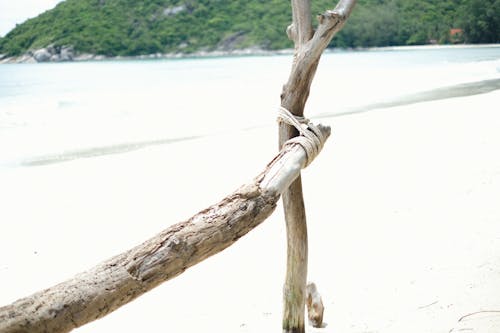 Безкоштовне стокове фото на тему «берег моря, зв’язаний, ліс»
