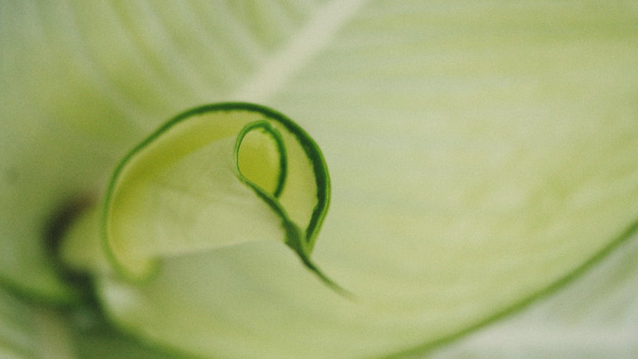 Close Up Photo of a Leaf