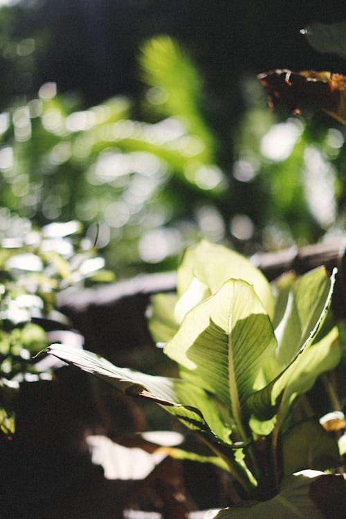 bitki örtüsü, bulanıklık, dikey atış içeren Ücretsiz stok fotoğraf