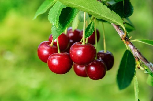 Free Close-up of ripe red cherries hanging on a tree branch with green leaves. Stock Photo