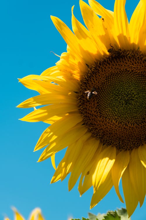 免費 向日葵, 垂直拍攝, 授粉 的 免費圖庫相片 圖庫相片