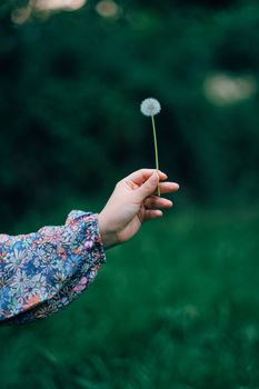 Close-up of a hand delicately holding a dandelion against a blurred green background.