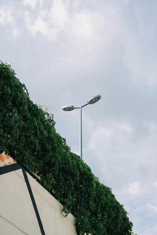 垂直ショット, 曇り空, 植物の無料の写真素材