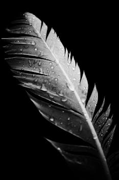 Close-up of a feather with water droplets on a black background.