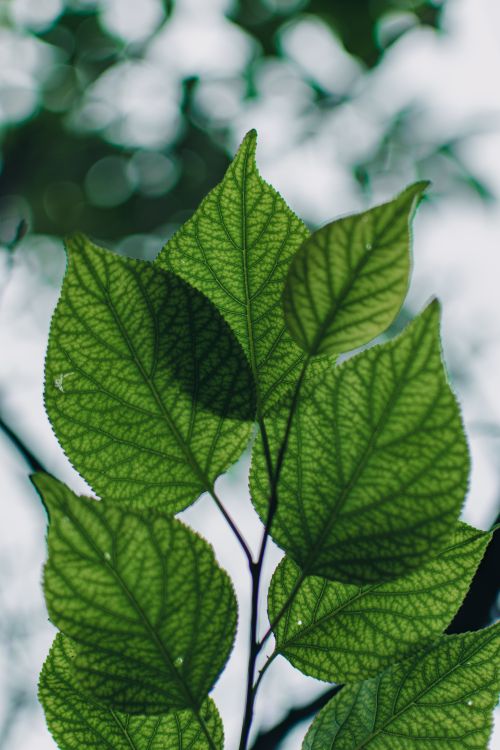 Free Detailed close-up shot of green paper mulberry leaves with sunlight filtering through, showcasing natural beauty. Stock Photo