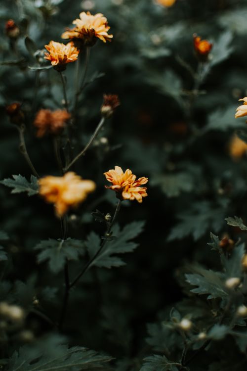 Free Close-up of vibrant orange blossoms against a moody green background, creating a serene ambiance. Stock Photo