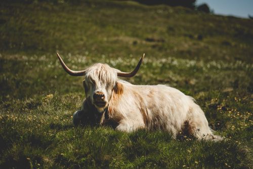 Free A tranquil scene of a Highland cow lying on a sunny meadow in Trentino-South Tyrol, Italy. Stock Photo