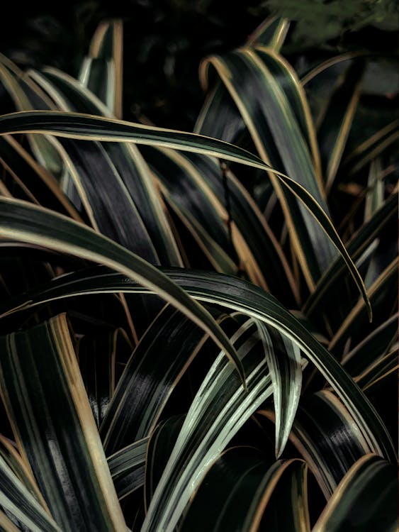 Green spider plant