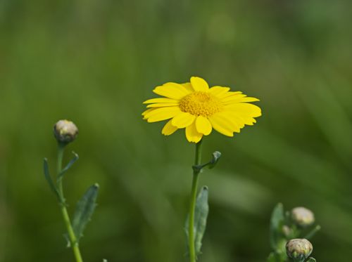 Free A close-up of a vibrant yellow golden marguerite flower in full bloom against a lush green background. Stock Photo