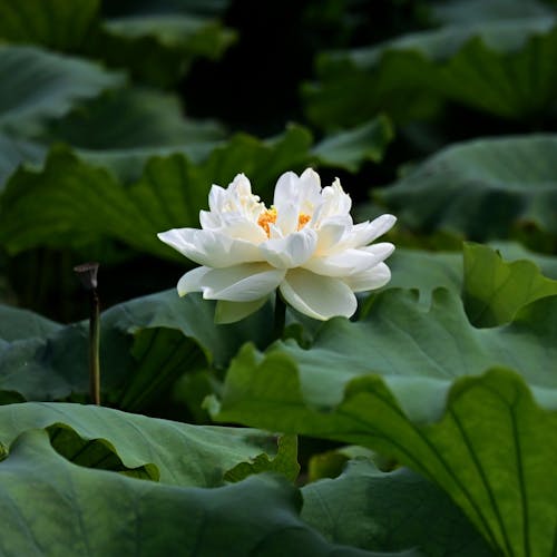 Безкоштовне стокове фото на тему «nelumbo nucifera, Біла квітка, водяна лілія»