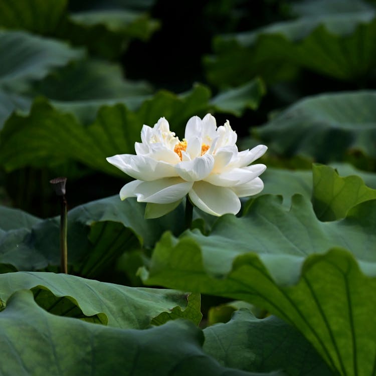 Foto stok gratis berbunga, bunga putih, daun-daun hijau