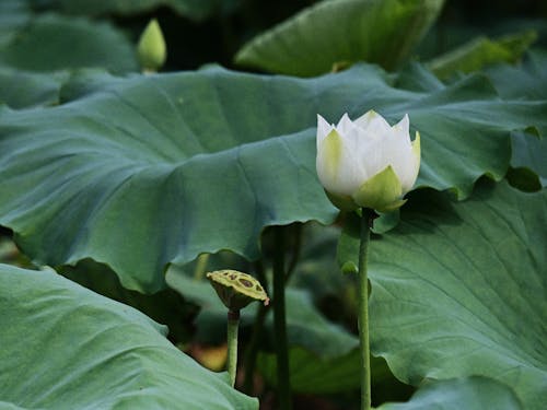 Free White Lotus Flower Blooming Beside Seedpod Stock Photo