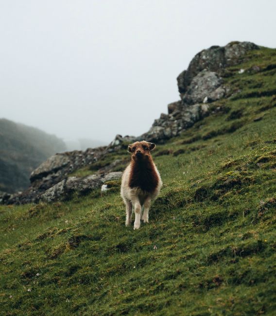 Photograph of a sheep standing on a misty hillside in the Faeröer Islands, surrounded by rocky terrain.