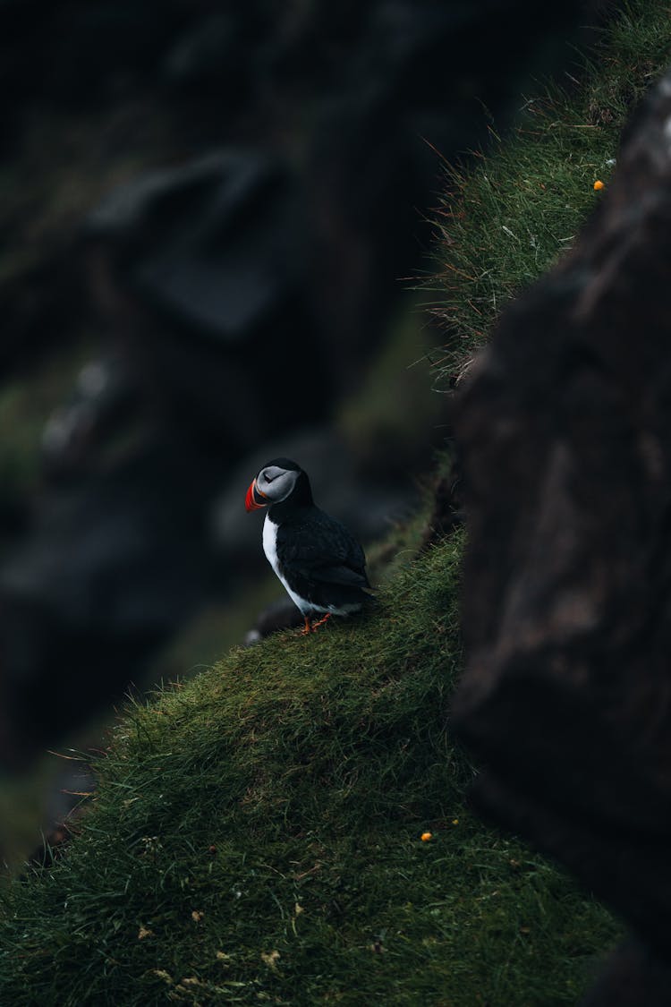 Bird Perching On Grass