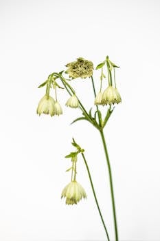 Close-up of nodding onion flowers showcasing delicate petals against a white background.