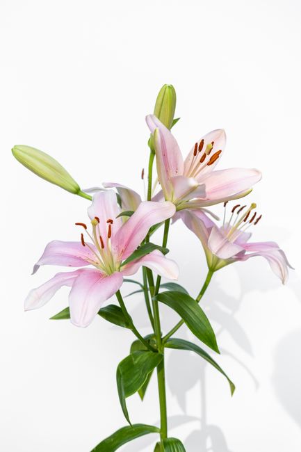 Close-up of blooming stargazer lilies against a white backdrop, highlighting their delicate beauty.