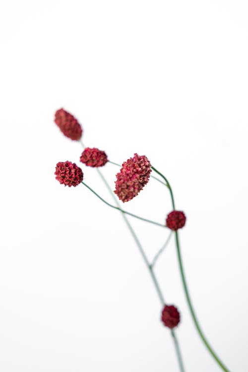 Close-up View of Red Flowers and Twigs