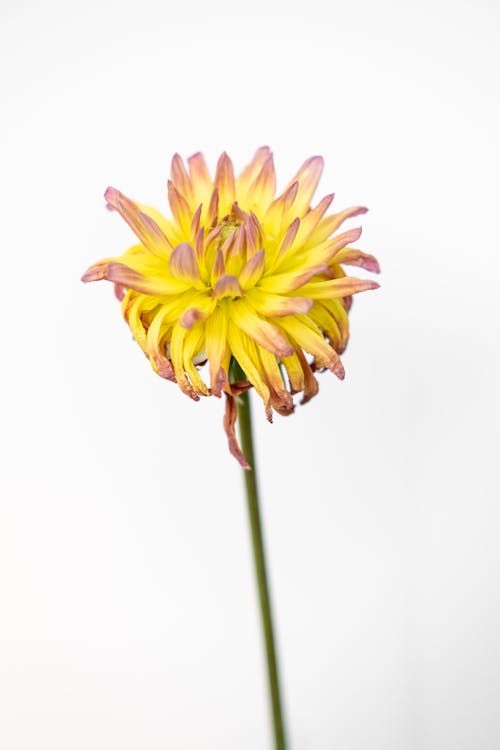 Close Up Photo of a Yellow Chrysanthemum