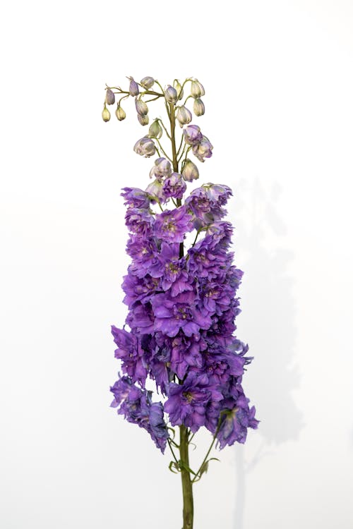 alp delphinium, çiçek, Çiçek açmak içeren Ücretsiz stok fotoğraf