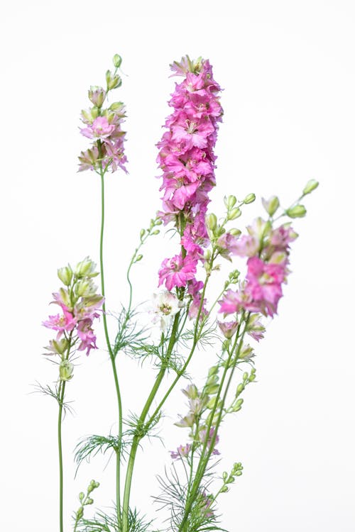 Beyaz arka plan, bitki örtüsü, çiçeklenmek içeren Ücretsiz stok fotoğraf