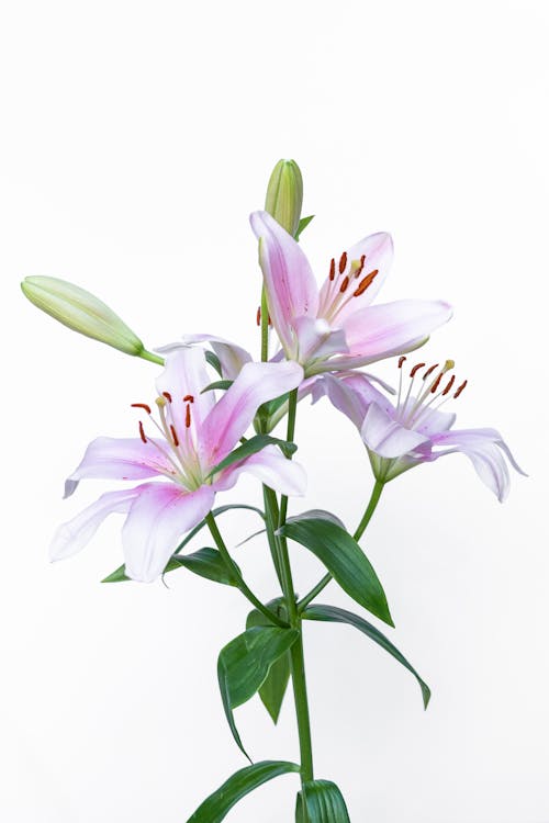 Beyaz arka plan, bitki örtüsü, Çiçek açmak içeren Ücretsiz stok fotoğraf