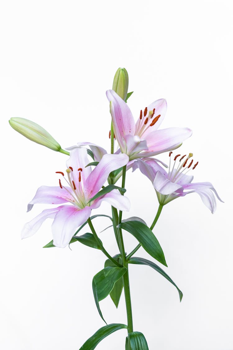 Stargazer Lilies In Bloom