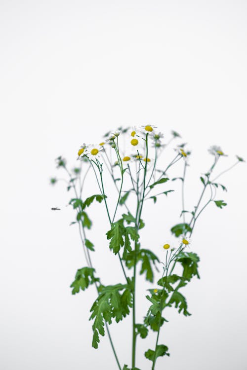 alan derinliği, Beyaz çiçekler, çiçek fotoğrafçılığı içeren Ücretsiz stok fotoğraf