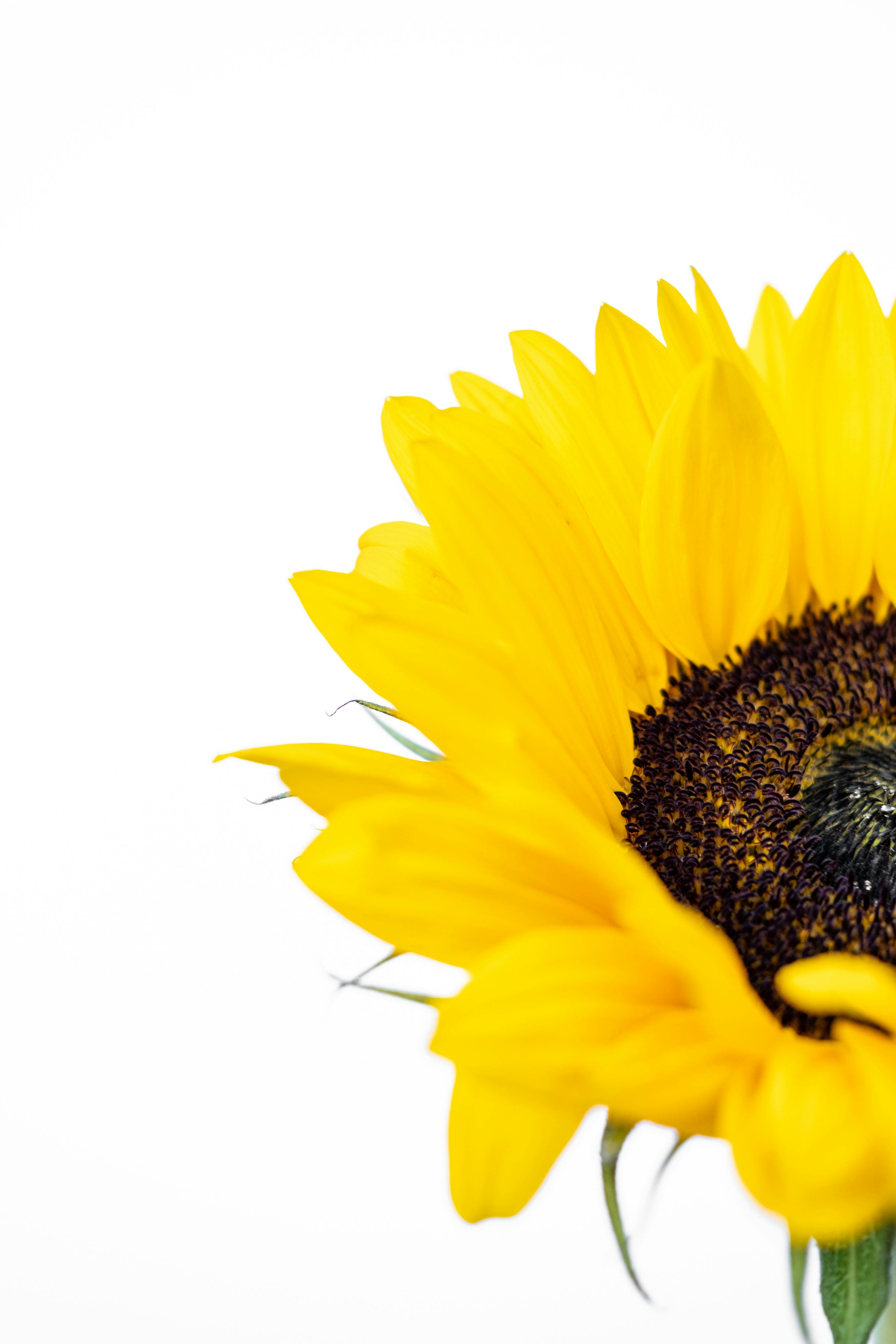 Close-Up Shot of a Sunflower · Free Stock Photo
