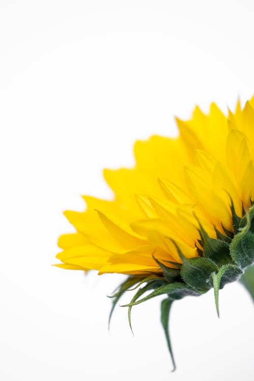 免費 向日葵壁紙, 向日葵背景, 垂直拍攝 的 免費圖庫相片 圖庫相片