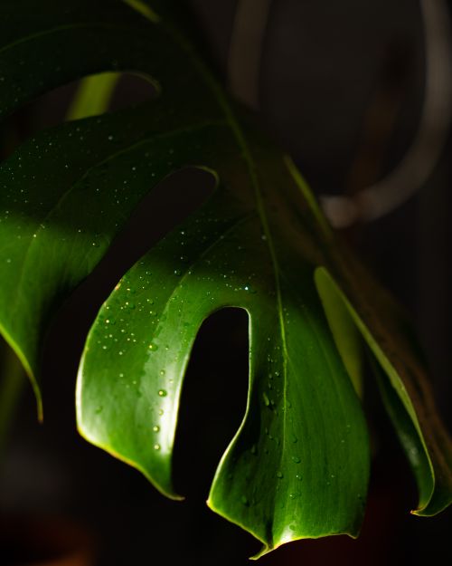 Free Detailed close-up of a Monstera deliciosa leaf with water droplets, highlighting its vibrant green color. Stock Photo