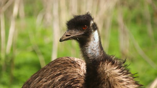Emu Bird in Close-up Shot