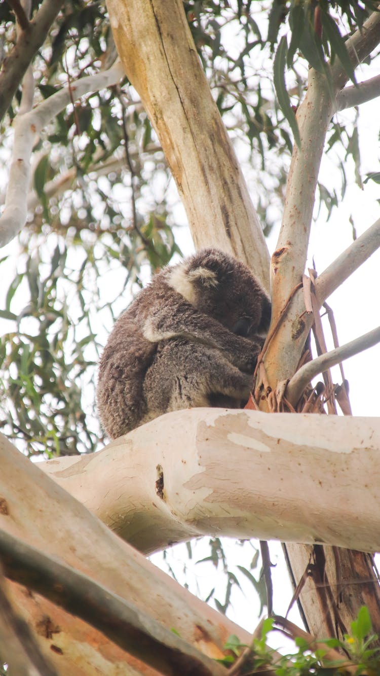 A Koala On A Tree