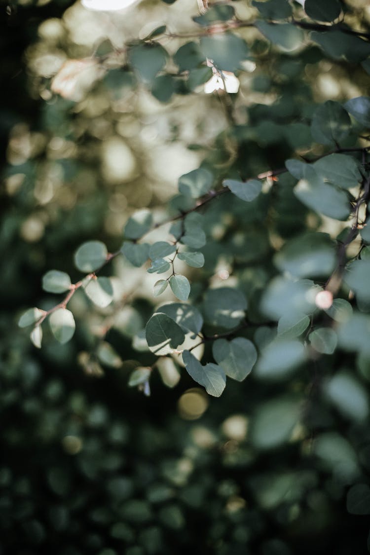 Eucalyptus Leaves And Branches