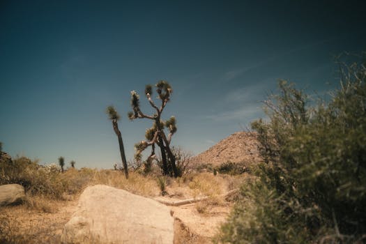 Captivating view of the arid desert landscape in Joshua Tree National Park with iconic Joshua trees and rocky terrain.