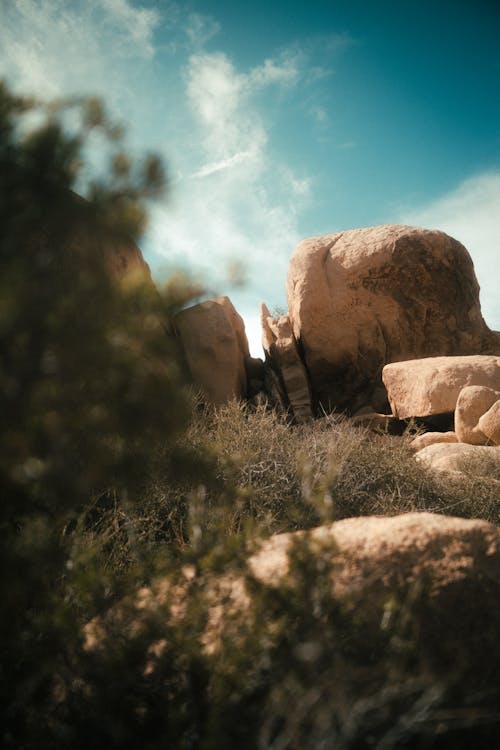 Rocks and Shrubs at the Joshua Tree National Park