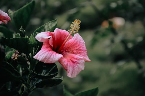 Darmowe zdjęcie z galerii z flora, fotografia kwiatowa, hibiskus