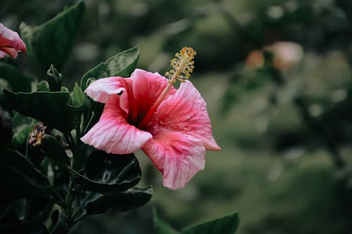 Ingyenes stockfotó Hibiszkusz, közelkép, növényvilág témában