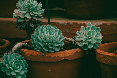 Foto profissional grátis de agave, atraente, cactos