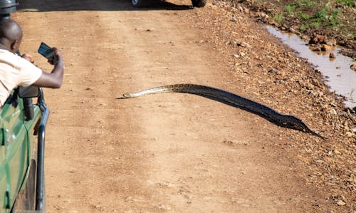 Foto d'estoc gratuïta de arrossegant-se, carretera, fent una foto