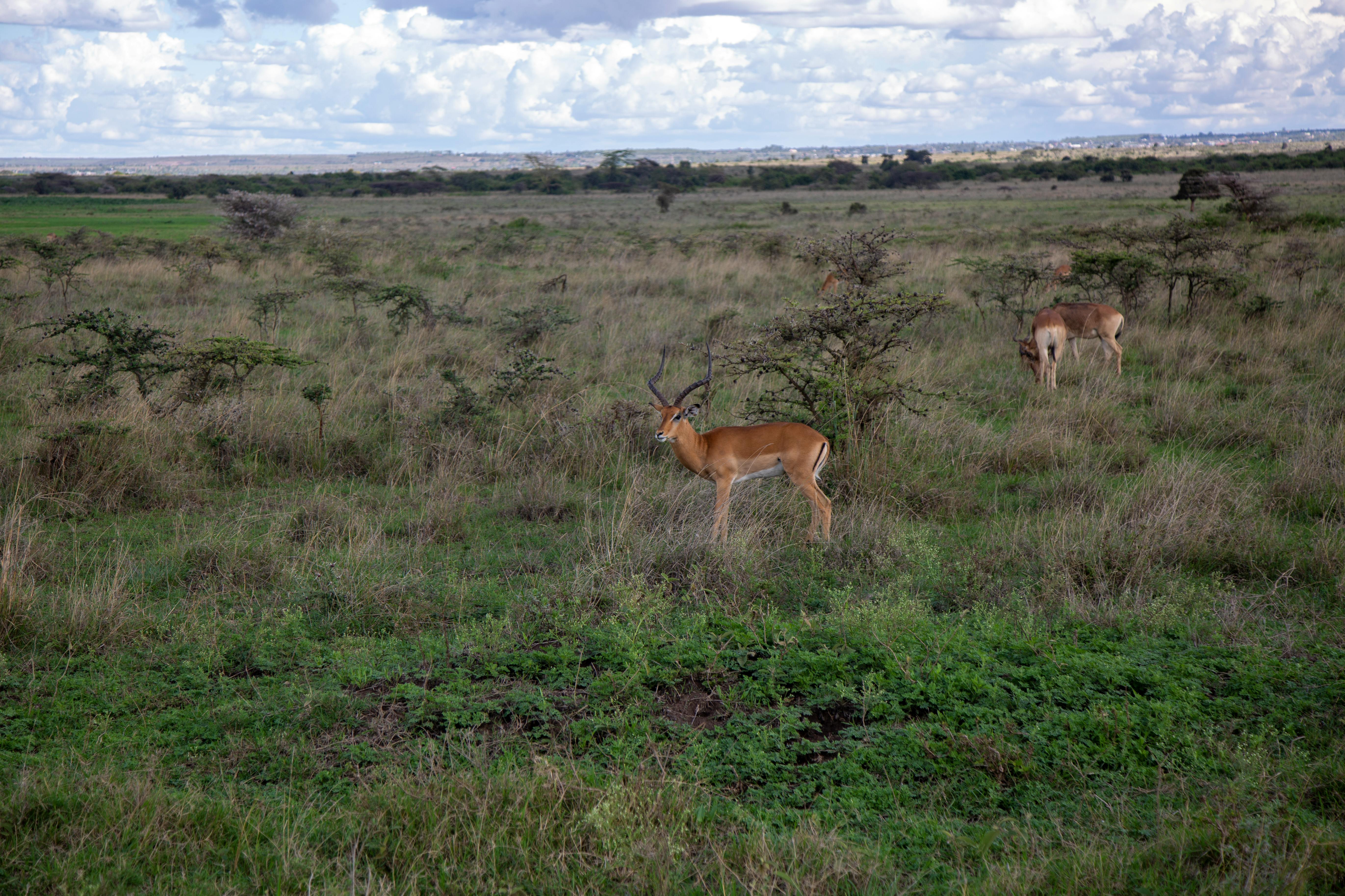 Gratuit Photos gratuites de aepyceros melampus, afrique, afrique de l'est Photos