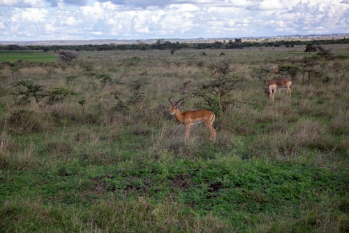 Ücretsiz çim saha, geyik, hayvanlar içeren Ücretsiz stok fotoğraf Stok Fotoğraflar