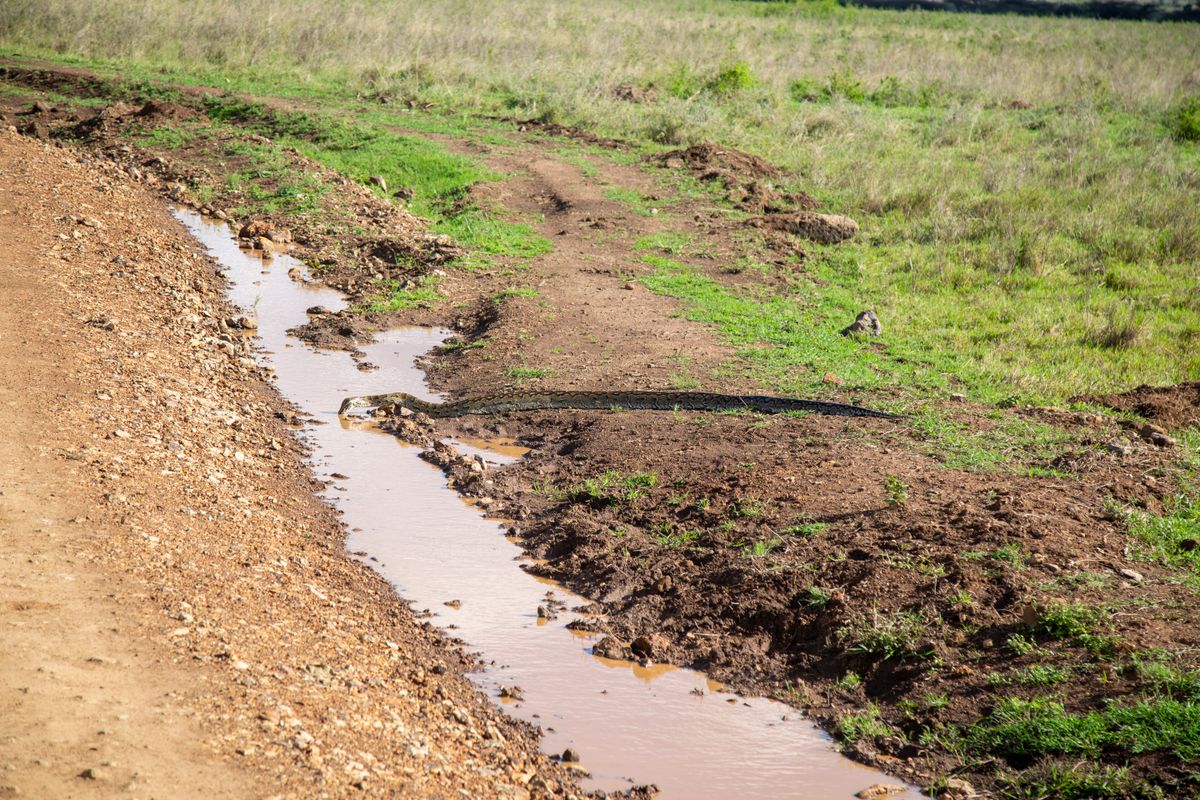 Snake control services in Thika Kenya
