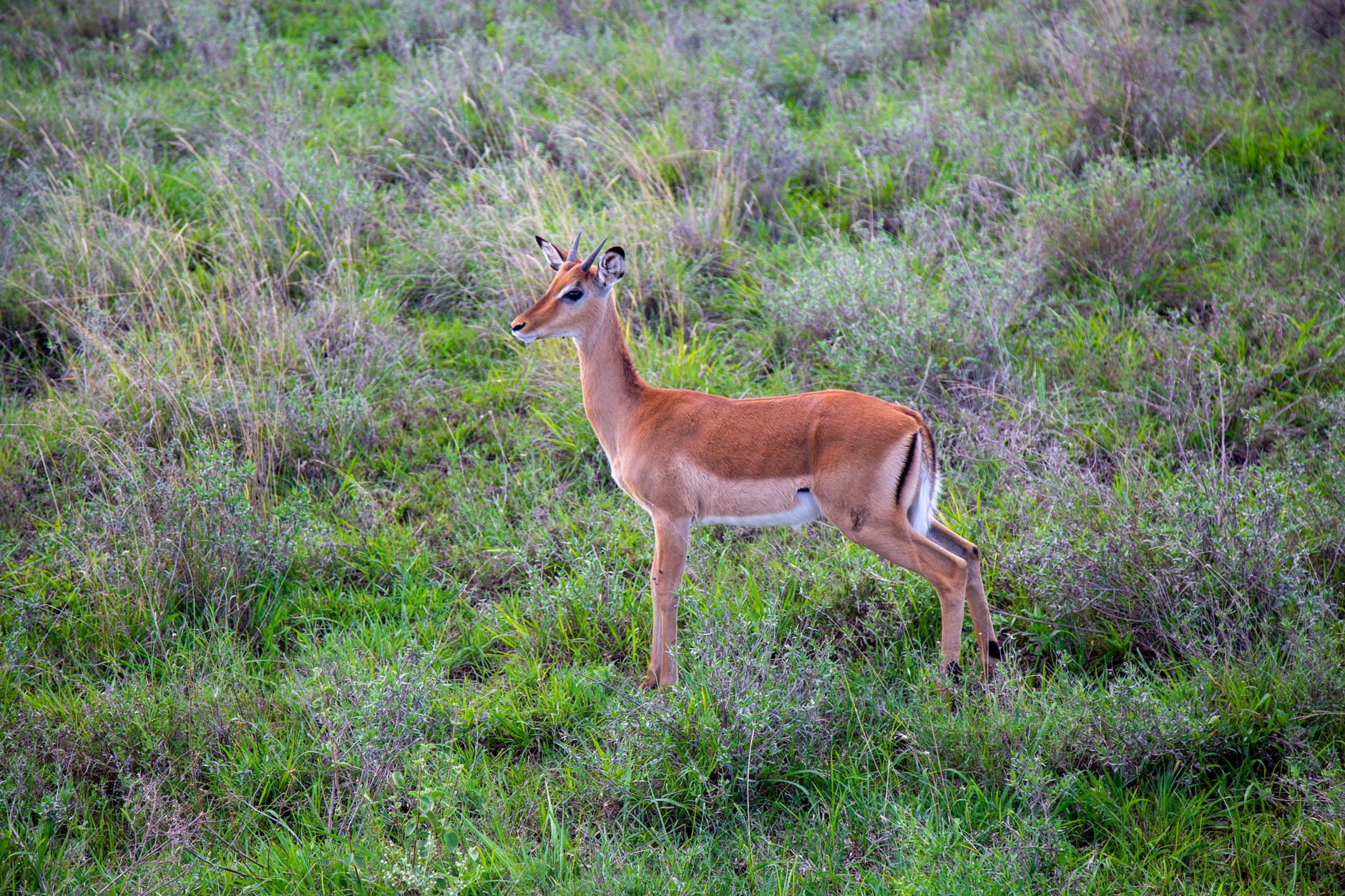 A young impala stands gracefully in the lush savannah of Nairobi, Kenya, showcasing its elegant profile.