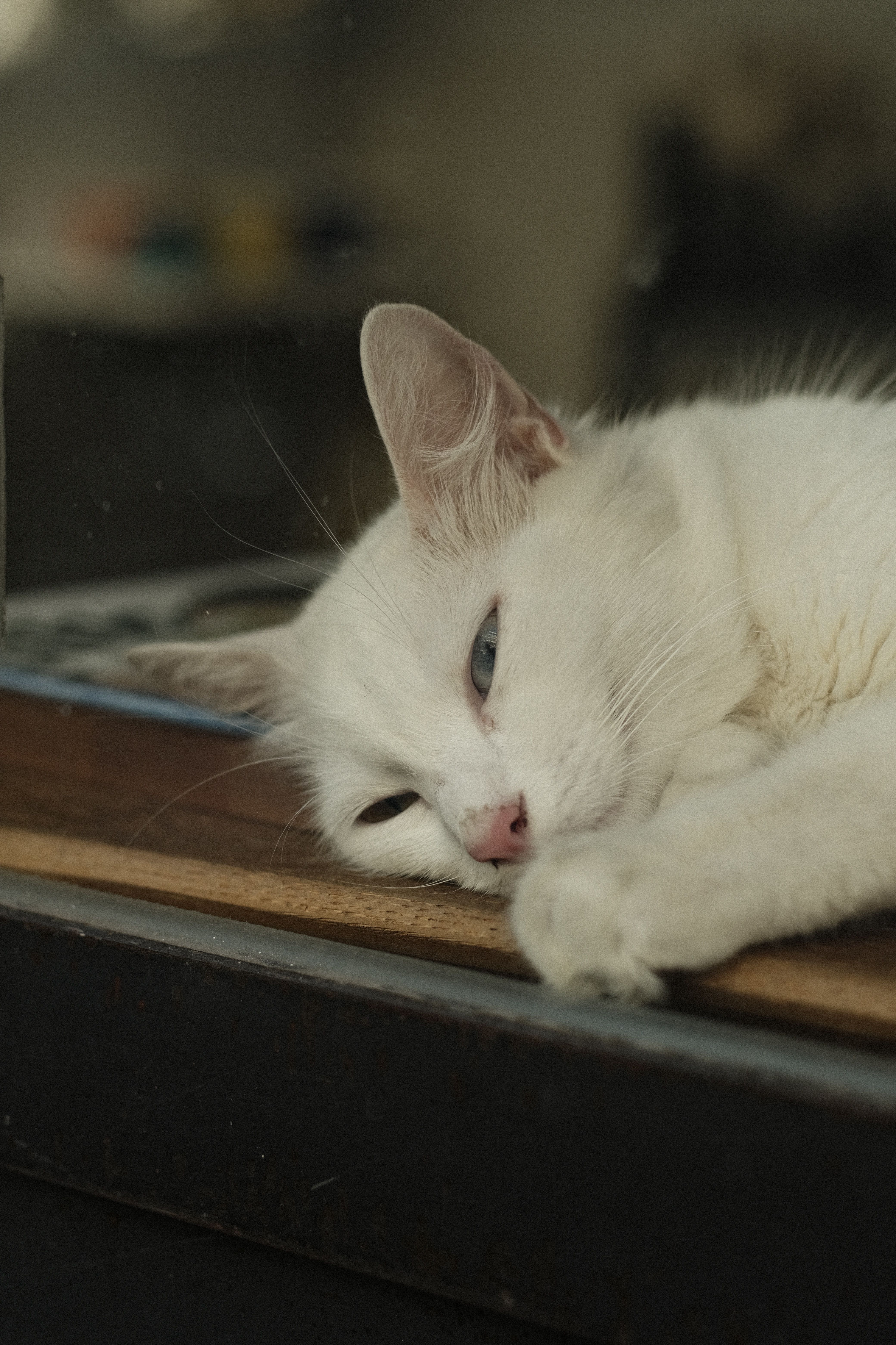 Close-Up Shot of a White Cat · Free Stock Photo