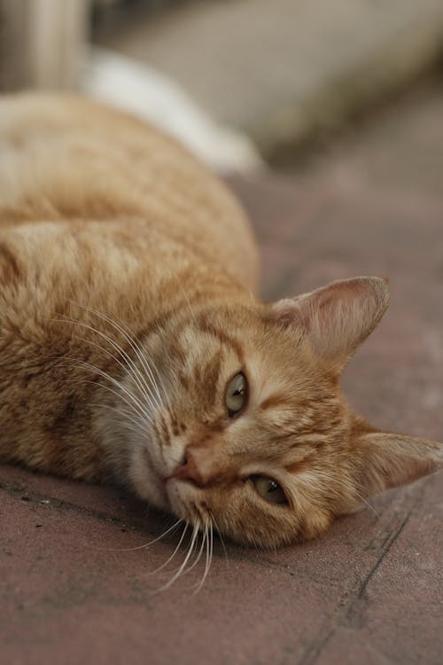 Δωρεάν στοκ φωτογραφιών με tabby cat, αιλουροειδές, γκρο πλαν