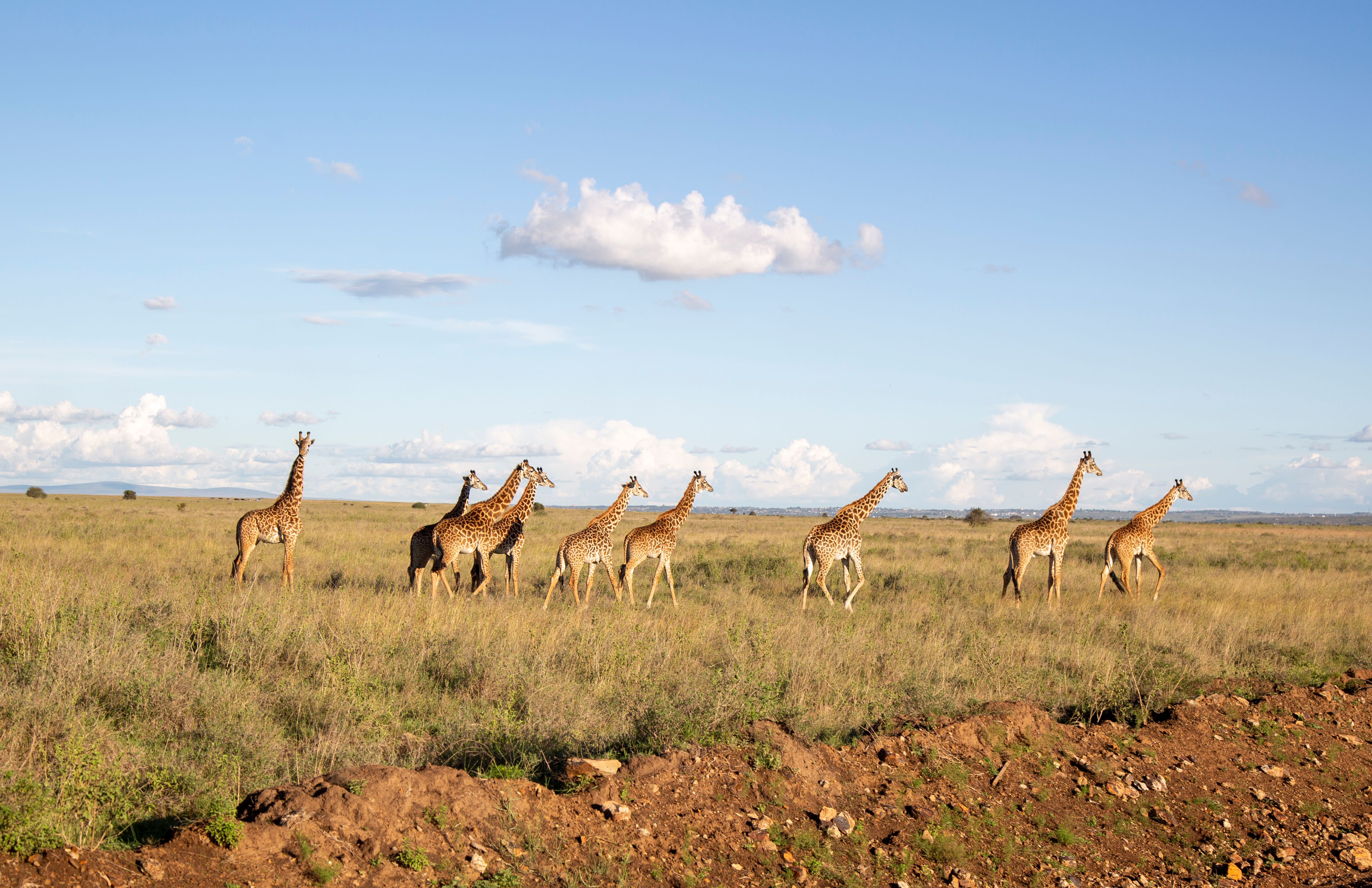 A herd of giraffes walks gracefully across the savanna under a clear blue sky.