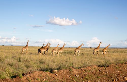 Free A herd of giraffes walks gracefully across the savanna under a clear blue sky. Stock Photo